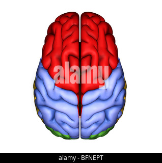 Abbildung der Oberfläche des menschlichen Gehirns von oben gesehen Stockfoto
