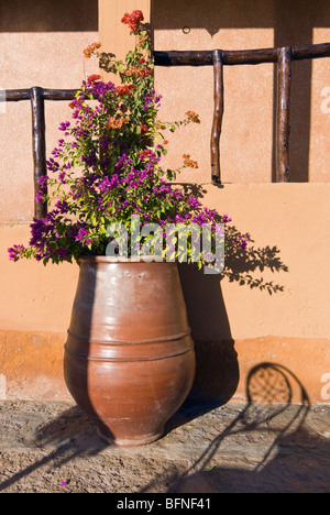 Bougainvillea im Topf, Tafraoute, Marokko Stockfoto