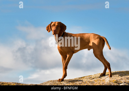 Magyar Vizsla Hund stehend auf Felsen, Blick auf das Meer am Strand in der Nähe von Fionnphort, Isle of Mull, Schottland. Stockfoto
