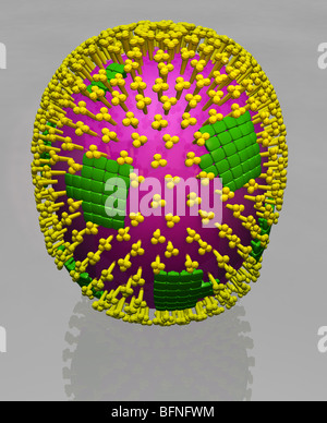 Dreidimensionale computergenerierte Modell der Struktur der H1N1 Schweinegrippe Influenza Viruspartikel. Stockfoto