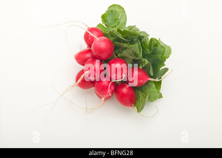 Eine Reihe von frischen, roten Radieschen. Stockfoto