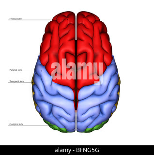 Abbildung der Oberfläche des menschlichen Gehirns von oben gesehen Stockfoto