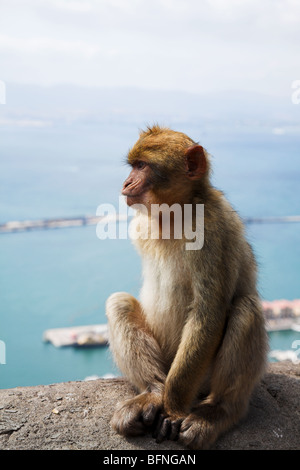 Barbary Affe Gibraltar Stockfoto