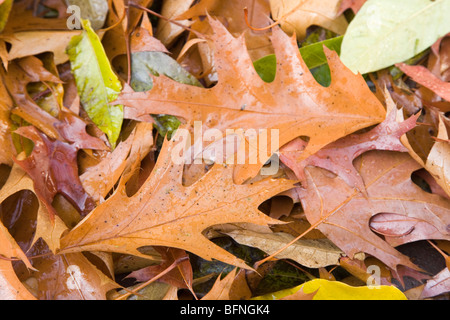 Gefallene Blätter liegen auf dem Boden in einen nassen Herbst in den Niederlanden. Stockfoto