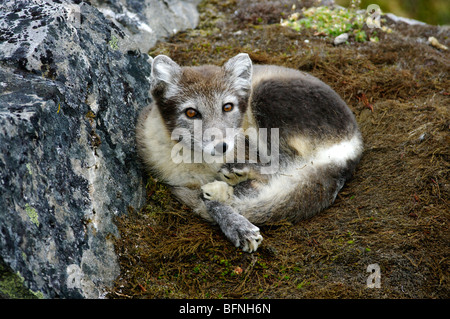 Arctic Fox (Alopex lagopus or Vulpes lagopus) resting Stockfoto
