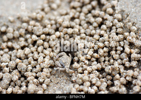 Sand-Blase Krebs umgeben von Sand Kugeln. Stockfoto