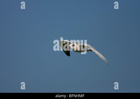 Forsters-Seeschwalbe (Sterna Forsteri), juvenile im Flug. Stockfoto