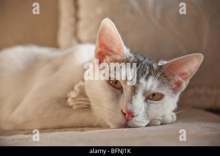 Close up Portrait entspannende Weiße Katze rosa Nase und Ohren bis gelbe Augen Blick auf Kamera Augenkontakt sofa Cute pet HERR © Myrleen Pearson Stockfoto