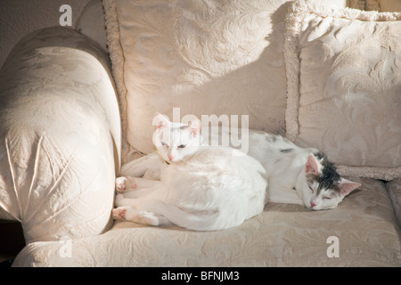 Zwei weiße domestizierte Katzen liegen auf einem Sofa. Herr © Myrleen Pearson Stockfoto