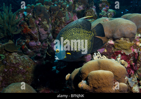 Französischer Kaiserfisch auf Korallenriff auf der Insel Bonaire in der Karibik Stockfoto