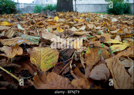 Herbstlaub unter einem Baum Deckel Boden - Blick vom Boden Stockfoto