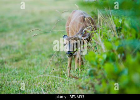 Ein Kitz Reh schauen neugierig durch einige Rasen. Stockfoto