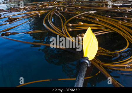 Ein Kajak Paddel über eine Kelpwald vor der Küste von Turn Insel in den San Juan Islands von Washington State, USA. Stockfoto