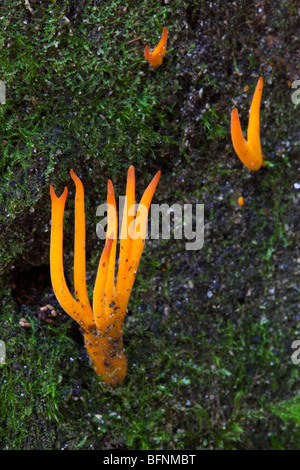 Calocera Cornea Pilz; unter Moos wachsen; Cornwall Stockfoto