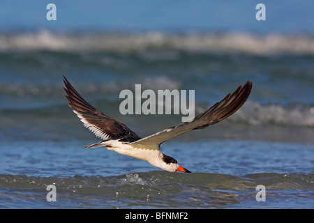 Schwarz-Skimmer (Rynchops Niger), Nahrungssuche im Meer, USA, Florida, Everglades Nationalpark Stockfoto