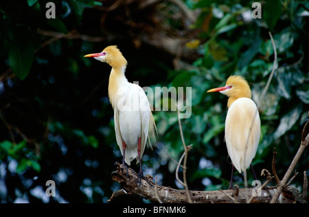 Rinderreiher; Paar; bubulcus Ibis; Stockfoto