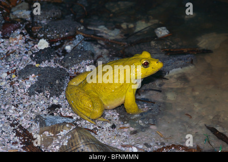 Indischer Stierfrosch; rana tigerina; Indien; asien Stockfoto