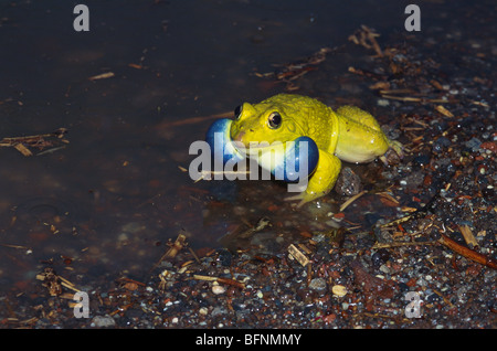 Indischer Stierfrosch, Indus-Tal-Bullfrog, indischer Bullfrog, asiatischer Bullfrog, ASEAN-Bullfrog, Asien-Bullfrog, Indien, Asien Stockfoto