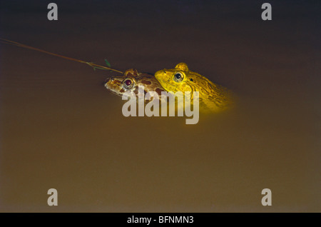Indischer Stierfrosch; rana tigerina; Paarung; Indien; asien Stockfoto