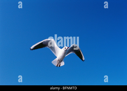 möwe im Flug; Bombay; Mumbai; Maharashtra; Indien; asien Stockfoto