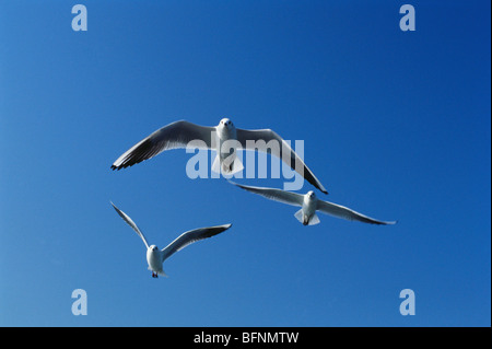 Möwen im Flug; Bombay; Mumbai; Maharashtra; Indien; asien Stockfoto