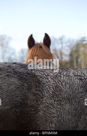 Herbst nassen Schlamm, schmutzig im Fahrerlager. Stockfoto