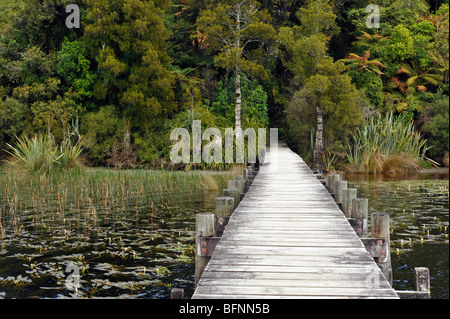 Lake Mahinapua, Neuseeland Südinsel. Weißkiefern und Baumfarne am Gewässerrand. Stockfoto
