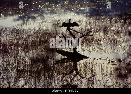 ASM 60151: Vögel; Schlange, Vogel oder Darter Anhinga Melanogaster Flügel trocknen Stockfoto