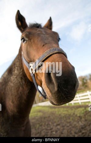 Herbst nassen Schlamm, schmutzig im Fahrerlager. Stockfoto