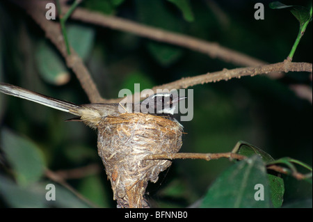 IKA 60106: Vögel; weiß gefleckte Pfauentaube Fliegenfänger Rhipidura Albogulavis oder Rhipidura Albicollis im nest Stockfoto