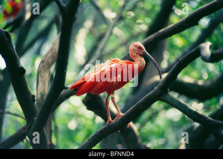 Scharlachrote Ibis; Eudocimus ruber; Jurong Bird Park; Singapur; asien Stockfoto