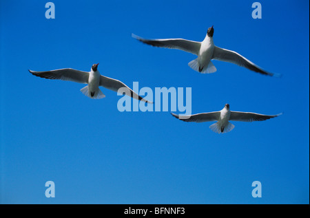 Drei Möwen fliegen; Bombay; Mumbai; Maharashtra; Indien; asien; Stockfoto