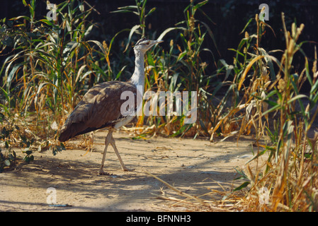 Großer indischer Bustard, Ardeotis nigriceps, Stockfoto