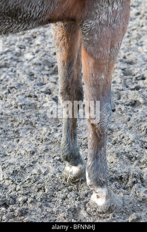 Herbst nassen Schlamm, schmutzig im Fahrerlager. Stockfoto