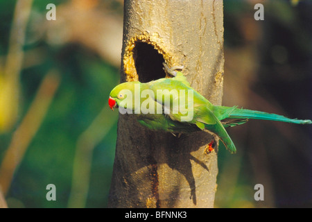 Rosenringelsittich; psittacula krameni; Ringsittich; am Baumstamm Stockfoto