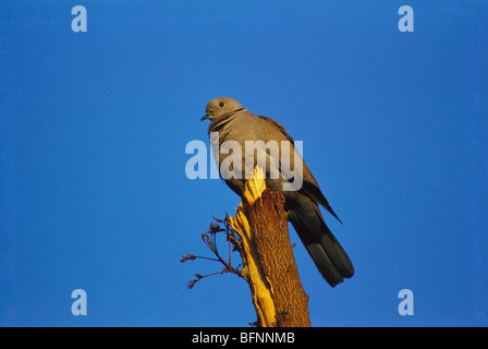 Eurasische Halsstaube; streptopelia decaocto; auf einem Ast sitzend Stockfoto