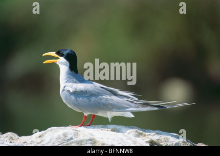 Vogel, River Tern Calling sitzt auf Felsen , Sterna aurantia , Ranathitoo Bird Sanctuary , Ranathittu , Mandya , Mysore , Karnataka , Indien, Asien Stockfoto