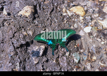 Schmetterling; Schwalbenschwanz; Pfau gemein; Papilio; Papilio crino, gemein gebänderter Pfau; Stockfoto
