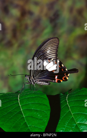 Himalaya Schmetterling; Schwalbenschwanz; rote helen; Papilio helenus Stockfoto