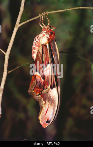 IKA 60271: Insekten; frisch geschlüpfte Motten Atlas Nachtfalter Attacus Atlas weltweit größten Motten Stockfoto