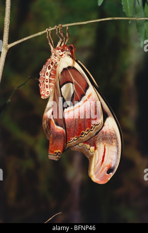 Neu entstanden Motte; Atlas Motte; attacus Atlas; größte Motte der Welt; Stockfoto