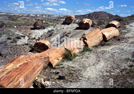 Baum in Stücke geschnitten ; Petrified Forest National Park ; Arizona ; Vereinigte Staaten von Amerika ; USA Stockfoto