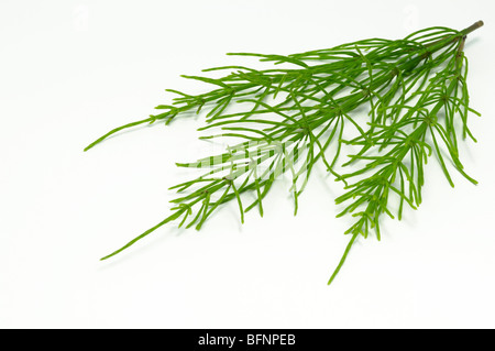 Gemeinsamen Schachtelhalm (Equisetum Arvense), Stiele, Studio Bild. Stockfoto