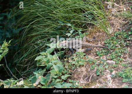 Indischer Kashmir-Agama-Eidechse; Agama tuberculata; Kashmir-Felsen-Agama; Laudakia tuberculata; tuberculated agama; Stockfoto