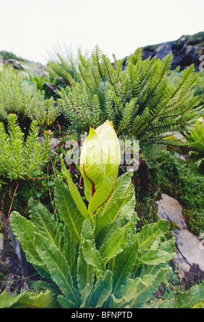 AAD 62853: Brahma kamal; Natur; Trekking zu Hemkund; Tal der Blumen; Uttaranchal; Indien Stockfoto