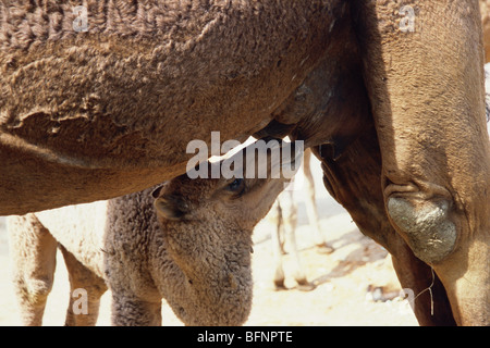 Kamelfütterung Kalb ; Somna ; District Aligarh ; Uttar Pradesh ; Indien ; asien Stockfoto