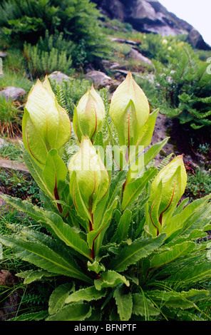 Brahma kamal; Saussurea obvallata; Hemkund; Tal der Blumen; ghangaria; gobind Ghat; chamoli; Uttaranchal; uttarakhand; Indien; asien Stockfoto