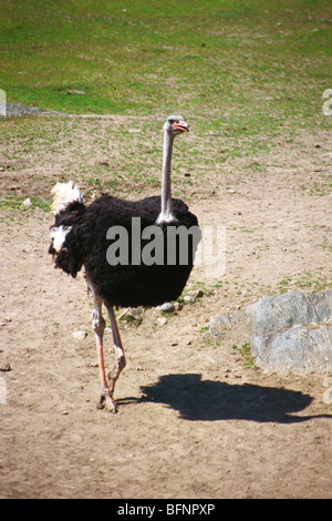 African Strauß ; Struthio camelus ; Boras National Park ; Schweden ; europa Stockfoto