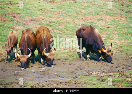 Gaurs; Indische Bisons; bos gaurus; Kabini Nationalpark; Karnataka; Indien; asien Stockfoto