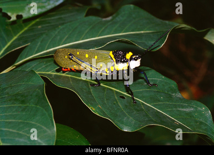 Kaffeehauchel; Auchilius sp; auf grünem Blatt; Aularches miliaris; Heuschrecke; indien; asien Stockfoto